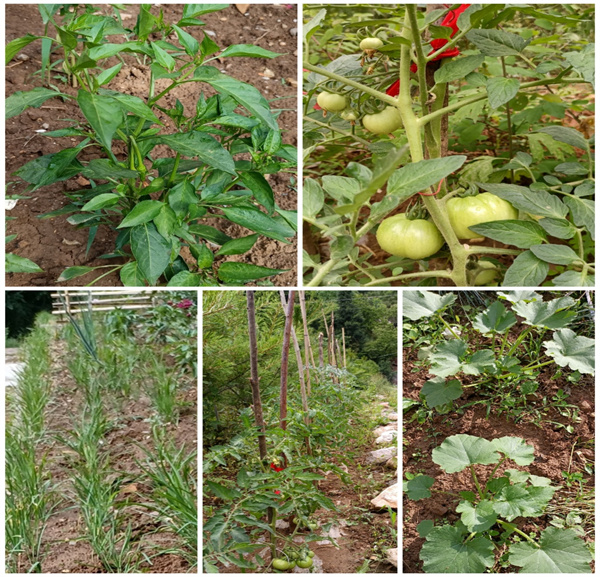 1655173124113210WDRd.jpg 菜園子建設(shè).jpg